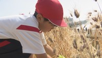 善通寺市特産のダイシモチ　地元の子どもたちが収穫　香川