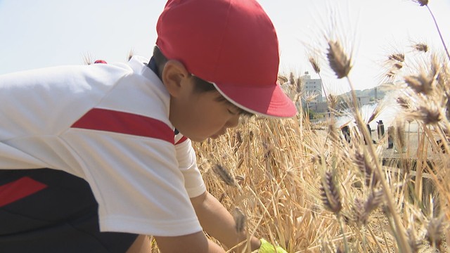 善通寺市特産のダイシモチ　地元の子どもたちが収穫　香川