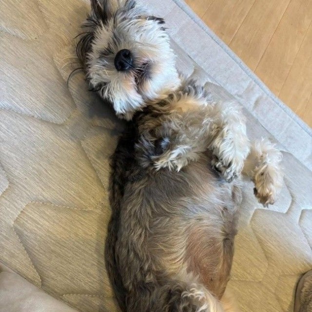 離婚後、わらびちゃんはへそ天して眠れるようにもなった