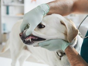 本当に怖い犬や猫の歯周病、心臓病を引き起こすことも　予防策をセミナーで報告