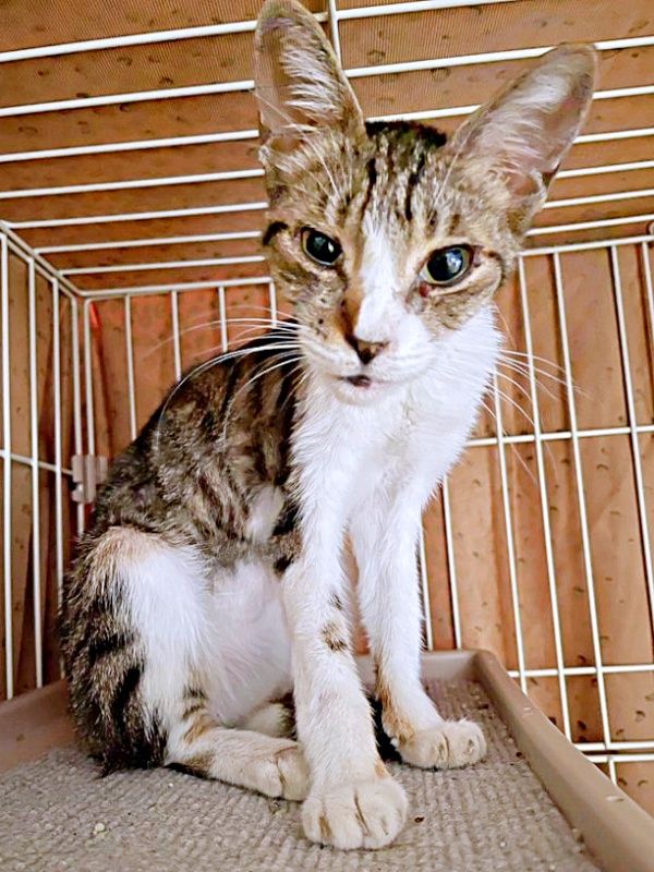 うちで看取ろう」真夏のコンクリートの上で瀕死状態だったガリガリの