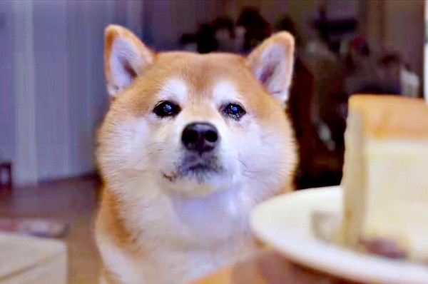 寝室から飛び起きて来たくまきちくん。チーズケーキをじっと見つめます（画像提供：kumakichi_techさん）