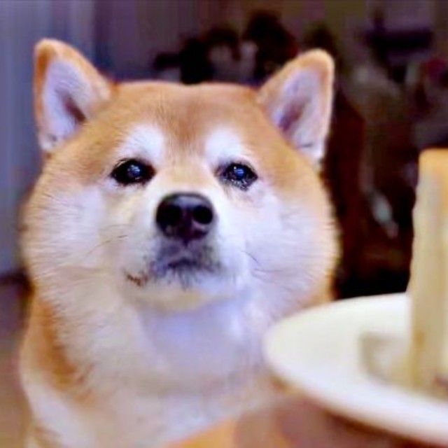 寝室から飛び起きて来たくまきちくん。チーズケーキをじっと見つめます（画像提供：kumakichi_techさん）