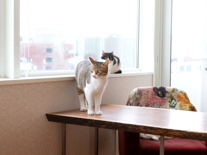 リンリンはお兄ちゃんが守る、の図