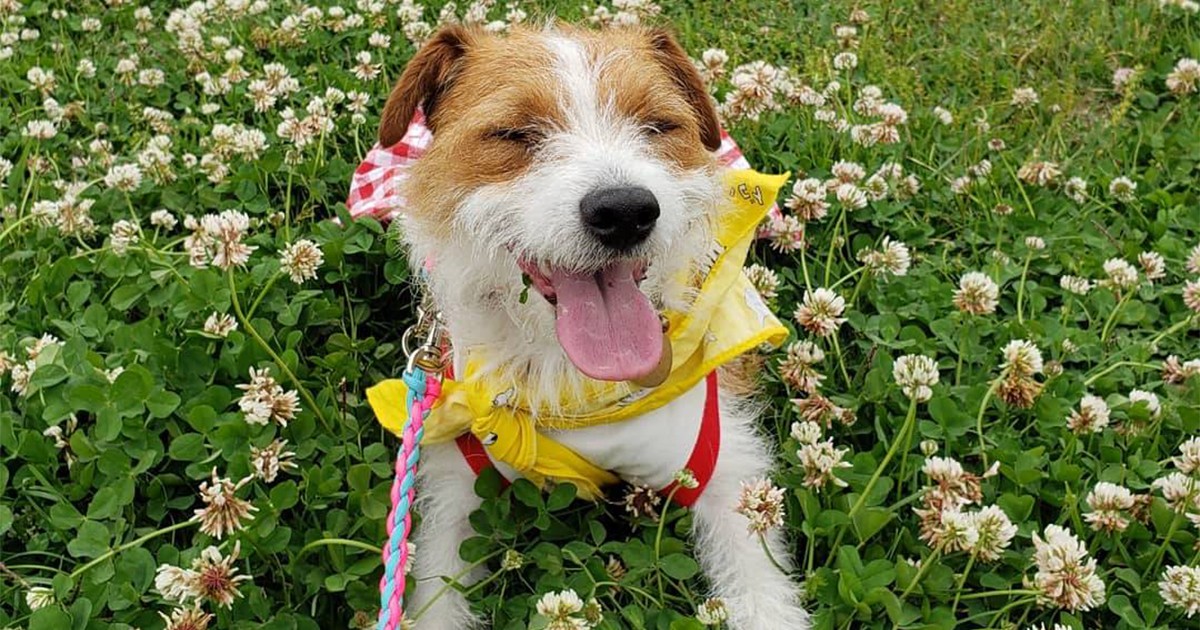 クローバーと満開の笑顔で 幸せのおすそわけ ジャック 琳 犬 猫との幸せな暮らしのためのペット情報サイト Sippo