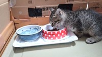 お迎え当初、ごはんを食べるそらくん（画像提供：車で来た猫そらさん）
