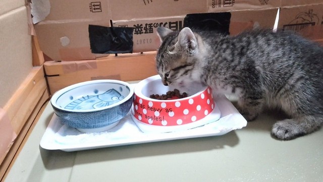 お迎え当初、ごはんを食べるそらくん（画像提供：車で来た猫そらさん）
