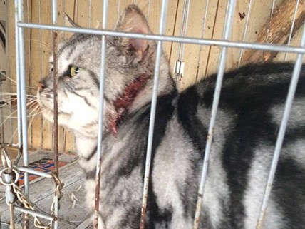 犬猫の「引き取り屋」事件 虐待容疑は不起訴に疑問