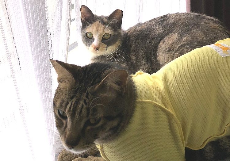 ２匹で日向ぼっこ