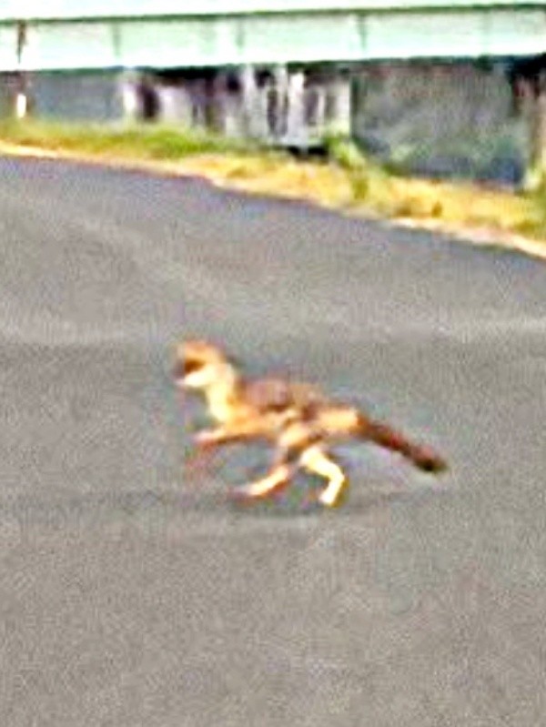 まるで恐竜！？ 散歩中の父が遭遇したキツネ（画像提供：よく騒ぐちゅなまぐろさん）