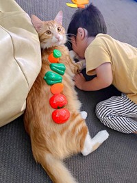 Threadsで再会を果たした兄弟猫・ぐりくん。小さな弟のお兄ちゃんに（画像提供：chachamaru.fufuさん）
