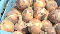 タマネギの値段が高騰