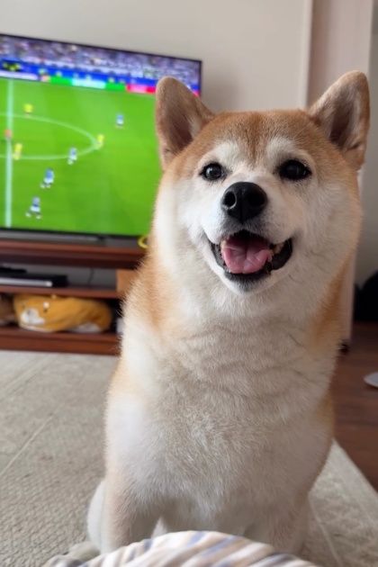 もう待てないよ！」あの手この手でおねだりする柴犬が可愛すぎる 最後