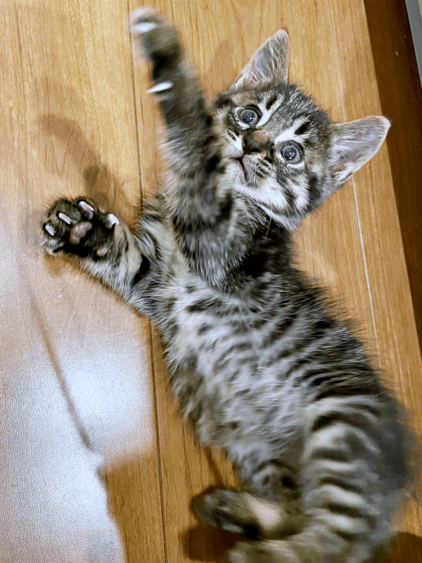 保護時、猫風邪をひいていたるなちゃん。食欲旺盛、元気があって飼い主さんはホッとしました（画像提供：むぎさん）