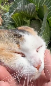 可愛い…でもキャベツは収穫出来ない……（動画からキャプチャー／提供：柴桜 三朗太さん）