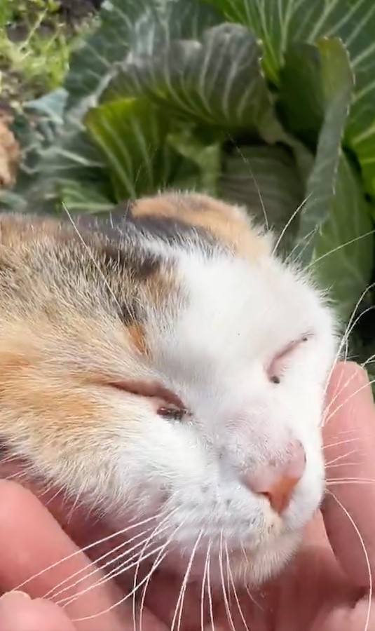 可愛い…でもキャベツは収穫出来ない……（動画からキャプチャー／提供：柴桜 三朗太さん）