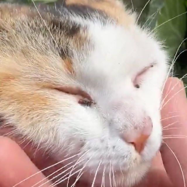 可愛い…でもキャベツは収穫出来ない……（動画からキャプチャー／提供：柴桜 三朗太さん）
