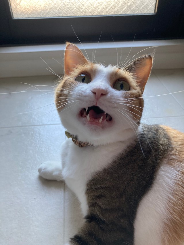 こんな甘えた顔もするんです（提供写真）