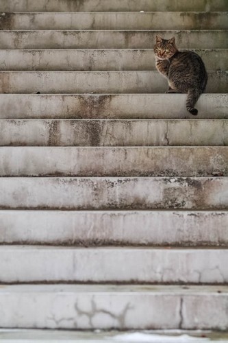「かべねこ」より　（撮影　吉田裕吏洋）