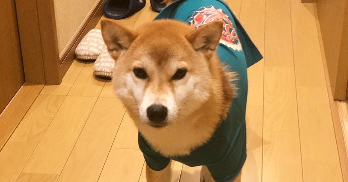 芝犬です。 55a960a4e81e06218d1d4c571ff561