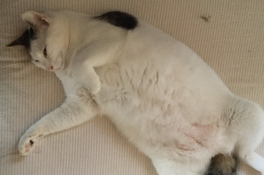 ラテックスの頭袋窒息したラテックスの猫 