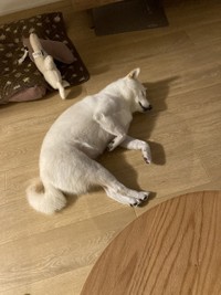 床に落ちている、ゆきみちゃん（画像提供：柴犬ゆきみさん）