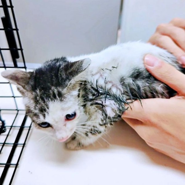 出会った当時、ゴミ置き場で不安げな様子だったグミちゃん（画像提供：山口夏実さん）