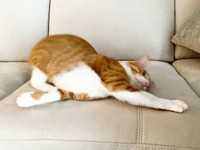 伏せのポーズでしばしフリーズ状態になったラテちゃん（画像提供：保護猫ラテちゃん）