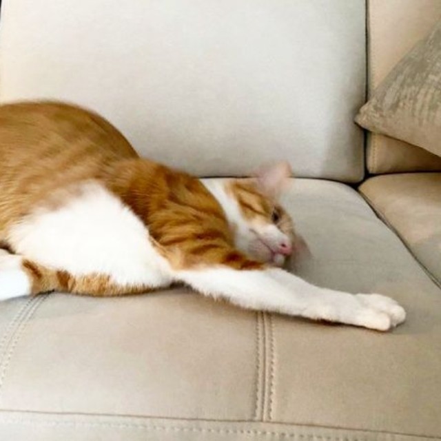 伏せのポーズでしばしフリーズ状態になったラテちゃん（画像提供：保護猫ラテちゃん）