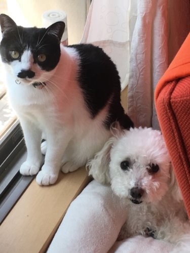 前はラナに甘えていた「びみゃあ」だけど、ネロがいなくなって少し変わった