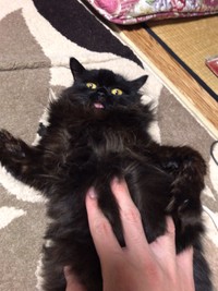 気持ちいいにゃ～、もっともっと