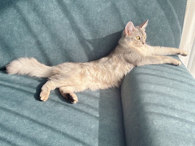 大きな耳と目とふさふさの尻尾が魅力的なそばちゃん（提供：そばちゃんさん）