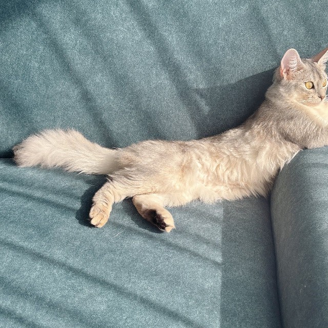 大きな耳と目とふさふさの尻尾が魅力的なそばちゃん（提供：そばちゃんさん）