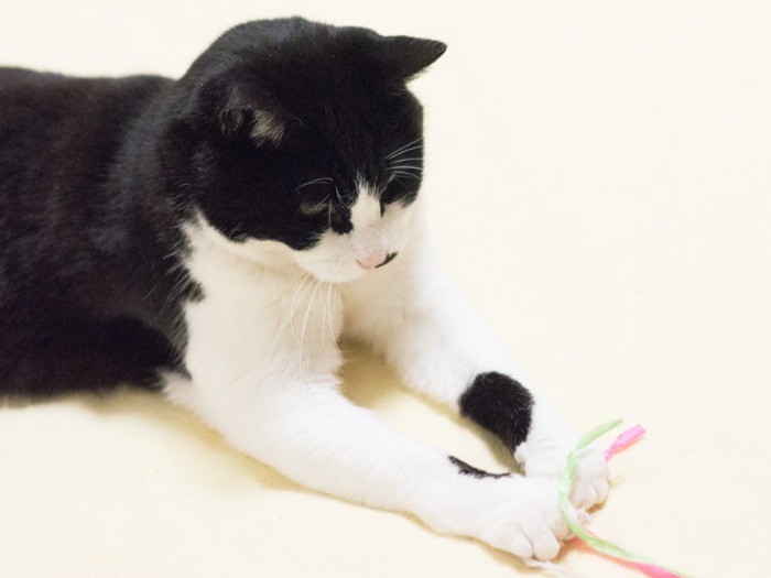 「赤い糸の先はおばちゃんだ」（小林写函撮影）