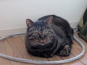 赤ちゃんは猫と仲良くしたいけど、猫は…　関係構築は猫任せ