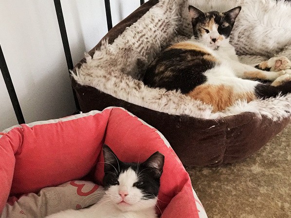 やって来ました　新入り三毛猫さん