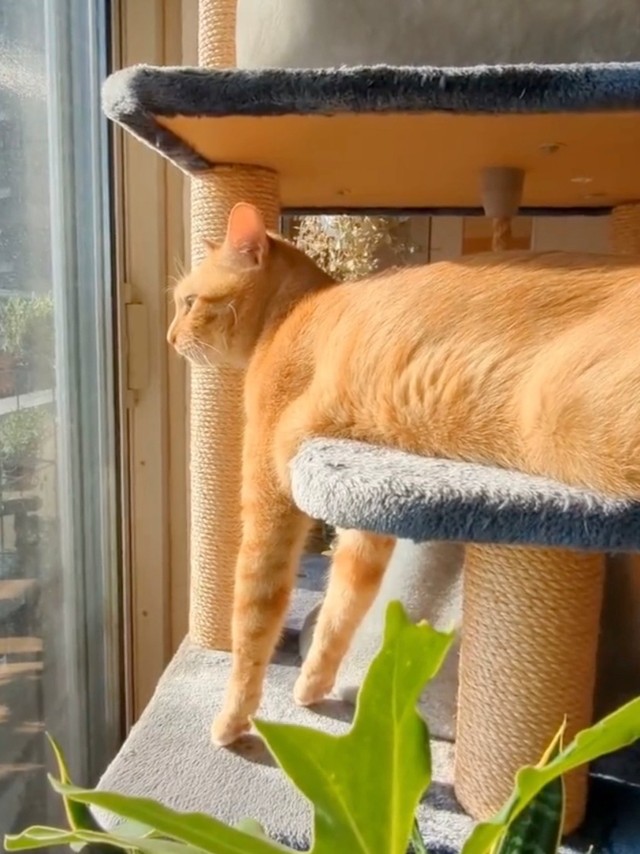 窓辺でニャルソックするトラきちちゃん（画像提供：トラきち＠シスねこさん）