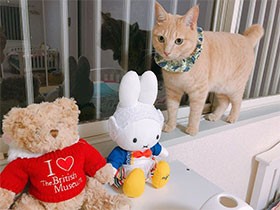 キミたち新入りさん？　ぬいぐるみに興味津々なMIX「ウニ丸」