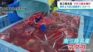 宮城・南三陸町名産　マダコ漁が始まる