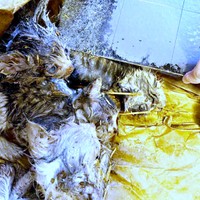 発見時、ねずみ取りにからまっていた子猫たち（画像提供：おゆちゃんさん）