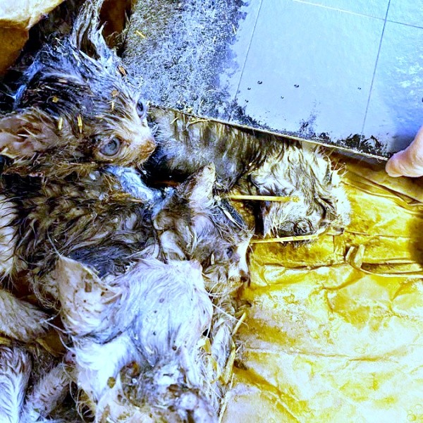 発見時、ねずみ取りにからまっていた子猫たち（画像提供：おゆちゃんさん）