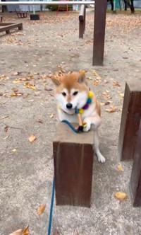 あっ……リードが手に引っかかったワン…（動画からキャプチャー／提供：柴犬ハナさん）