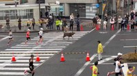 奈良マラソンに参加するシカさん（提供：えむちゃさん）