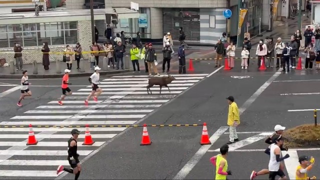 奈良マラソンに参加するシカさん（提供：えむちゃさん）