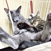 ハンモックが大渋滞！ （左から）エカヒちゃん、ワンダーくん（画像提供：キャットアパートメントコーヒーさん）