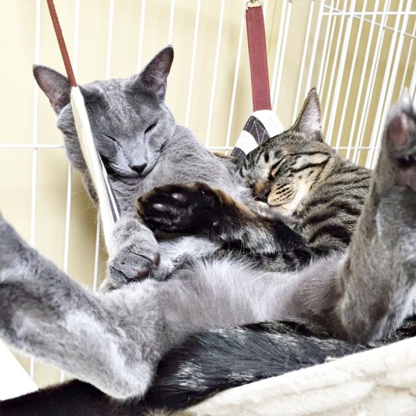 ハンモックが大渋滞！ （左から）エカヒちゃん、ワンダーくん（画像提供：キャットアパートメントコーヒーさん）