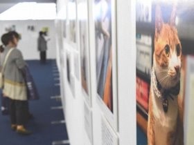 大阪でsippo写真展　「いい飼い主にめぐりあえて良かった」