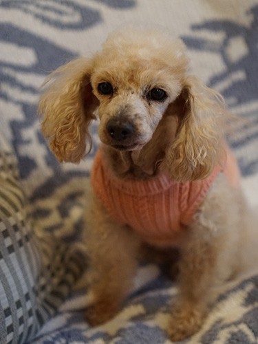 今は体重が２㎏も増えて「幸せ太りなの、散歩も好きよ」