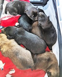 保護されることになった7匹の乳飲子