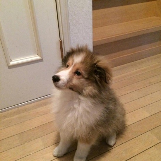 家にきたころの「元気」